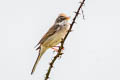 Common Whitethroat Curruca communis communis