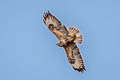 Common Buzzard Buteo buteo buteo