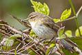 Common Chiffchaff Phylloscopus collybita collybita