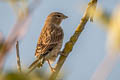 Common Linnet Linaria cannabina cannabina (Eurasian Linnet)