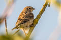 Common Linnet Linaria cannabina cannabina (Eurasian Linnet)