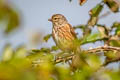 Common Linnet Linaria cannabina cannabina (Eurasian Linnet)