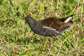 Common Moorhen Gallinula chloropus chloropus