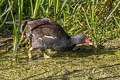 Common Moorhen Gallinula chloropus chloropus