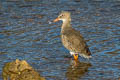 Common Redshank Tringa totanus totanus