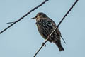 Common Starling Sturnus vulgaris vulgaris