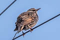 Common Starling Sturnus vulgaris vulgaris