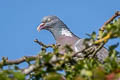 Common Wood Pigeon Columba palumbus palumbus 