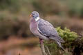 Common Wood Pigeon Columba palumbus palumbus 