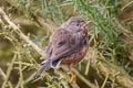 Dartford Warbler Curruca undata dartfordiensis