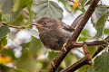 Dartford Warbler Curruca undata dartfordiensis