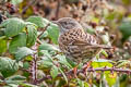 Dunnock Prunella modularis occidentalis