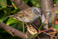 Dunnock Prunella modularis occidentalis