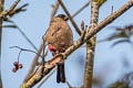 Eurasian Bullfinch Pyrrhula pyrrhula pileata