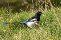 Eurasian Magpie Pica pica pica