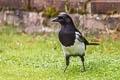 Eurasian Magpie Pica pica pica