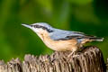 Eurasian Nuthatch Sitta europaea caesia