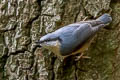 Eurasian Nuthatch Sitta europaea caesia