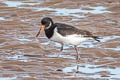 Eurasian Oystercatcher Haematopus ostralegus ostralegus