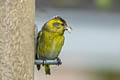 Eurasian Siskin Spinus spinus