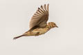 Eurasian Skylark Alauda arvensis arvensis