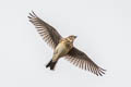 Eurasian Skylark Alauda arvensis arvensis