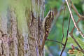 Eurasian Treecreeper Certhia familiaris britannica