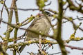 Eurasian Blackcap Sylvia atricapilla atricapilla