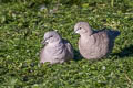 Eurasian Collared Dove Streptopelia decaocto 