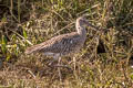 Eurasian Curlew Numenius arquata arquata (Common Curlew)