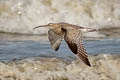 Eurasian Curlew Numenius arquata arquata (Common Curlew)