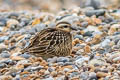 Eurasian Dotterel Eudromias morinellus