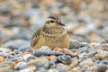 Eurasian Dotterel Eudromias morinellus