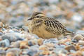 Eurasian Dotterel Eudromias morinellus