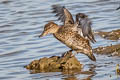 Eurasian Teal Anas crecca crecca