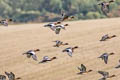 Eurasian Wigeon Mareca penelope