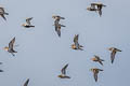 European Golden Plover Pluvialis apricaria