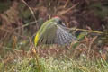 European Green Woodpecker Picus viridis viridis