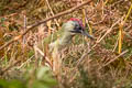 European Green Woodpecker Picus viridis viridis