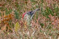 European Green Woodpecker Picus viridis viridis