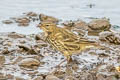 European Rock Pipit Anthus petrosus petrosus