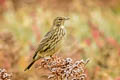 European Rock Pipit Anthus petrosus petrosus