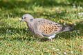 European Turtle Dove Streptopelia turtur turtur