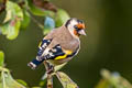 European Goldfinch Carduelis carduelis britannica