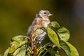 European Goldfinch Carduelis carduelis britannica