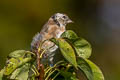 European Goldfinch Carduelis carduelis britannica