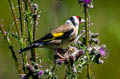 European Goldfinch Carduelis carduelis britannica