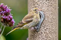 European Greenfinch Chloris chloris harrisoni