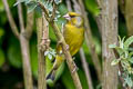 European Greenfinch Chloris chloris harrisoni