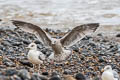 European Herring Gull Larus argentatus argenteus 